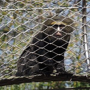 Hamlyn's monkey (Cercopithecus hamlyni), 2025-03-16