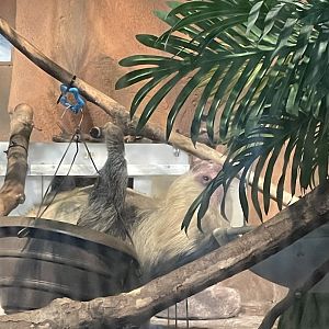 3/22/2025 - Active Sloth!