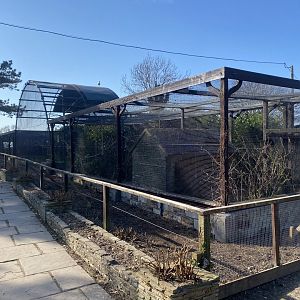 Mixed parrot aviary 190325