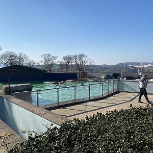 California sealion enclosure 190325