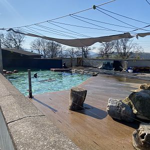 California sealion enclosure 190325