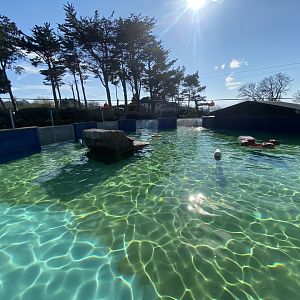 California sealion enclosure 190325