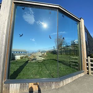 Snow leopard enclosure 190325