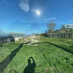Snow leopard enclosure 190325