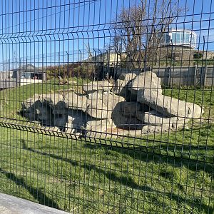 Snow leopard enclosure 190325