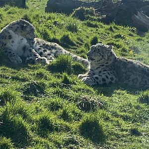 Snow leopards 190325