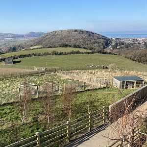 Common fallow deer enclosure 190325