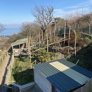 Nepalese red panda enclosure from above 190325