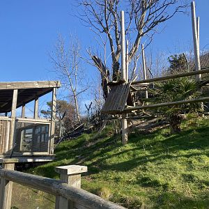 Nepalese red panda enclosure 190325