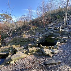 Asian small-clawed otter enclosure 190325