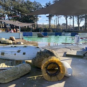 California sealion enclosure 190325
