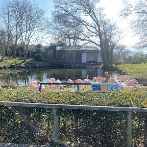 Chilean flamingo and waterfowl enclosure 190325