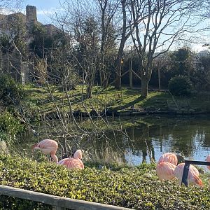 Chilean flamingo and waterfowl enclosure 190325