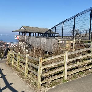 Snow leopard enclosure 190325