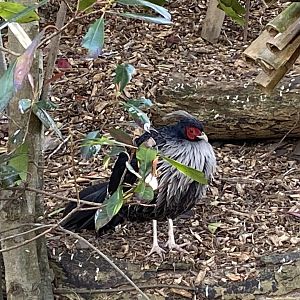 White-crested kalij 190325