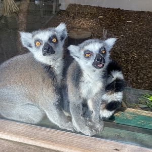 Ring-tailed lemurs 190325