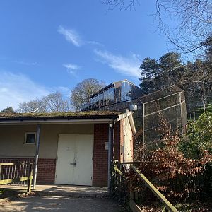 Sumatran tiger enclosure 190325