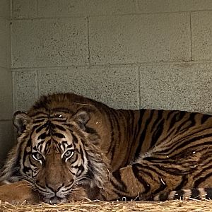 Sumatran tiger 190325