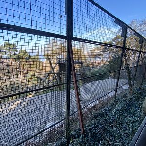 Sumatran tiger enclosure 190325