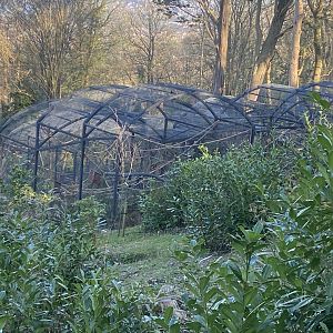 British red squirrel enclosures 190325