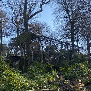 Striated caracara aviary 190325