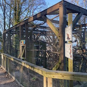 Pine marten enclosure 190325