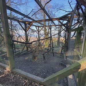 Pine marten enclosure 190325
