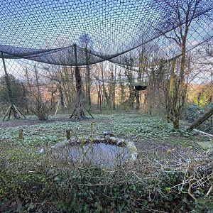 White-tailed eagle aviary 190325