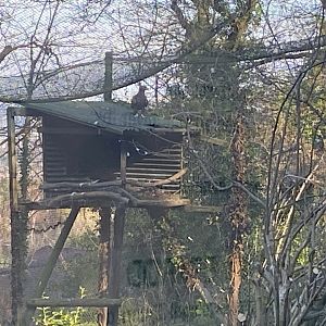 White-tailed eagle aviary 190325