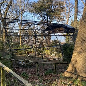 Striated caracara aviary 190325