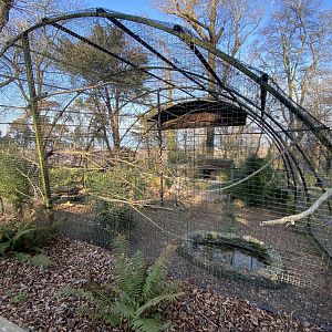 Striated caracara aviary 190325