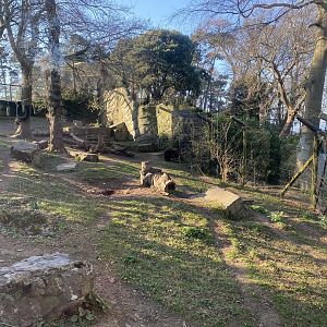 European brown bear enclosure 190325