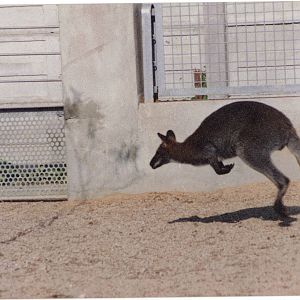 red-necked wallaby