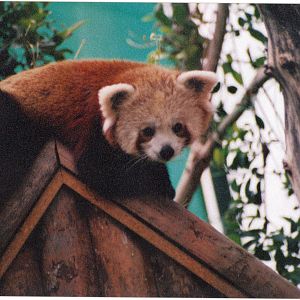 Red panda
