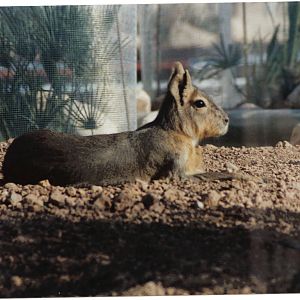Patagonian mara