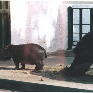 Baby common hippo and mom.