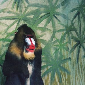 Mandrill