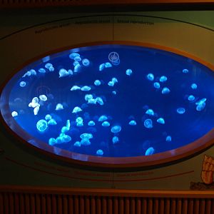 Jelly-fishes