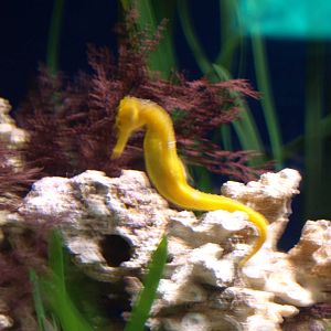 Sea horse