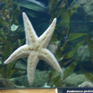 Starfish