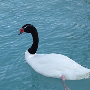 Black- necked swan
