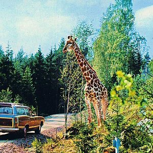 Kolmården Zoo, Historical Postcard