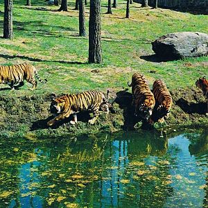 Kolmården Zoo, Historical Postcard
