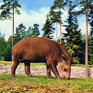 Kolmården Zoo, Historical Postcard