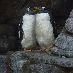 Gentoo penguins