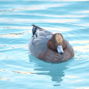 Eurasian Wigeon.