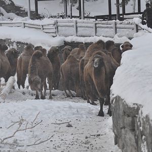 Kolmården Zoo Camels