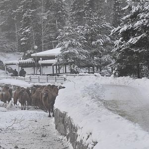 Kolmården Zoo Camels