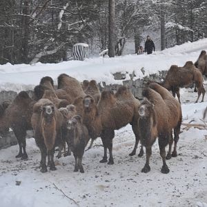 Kolmården Zoo Camels