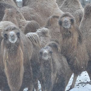 Kolmården Zoo Camels
